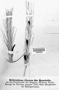 Claviceps purpurea image